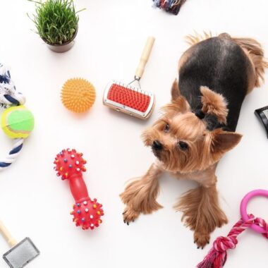Pet Accessories